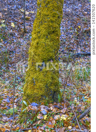 Closeup of mossy bark and fallen leaves. Intimate view of tree bark with moss and scattered foliage 141507620