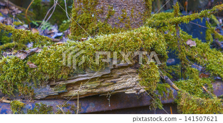 Intimate close up revealing rich moss and lichen growth on weathered wooden surface surrounded by moisture Intimate close up revealing rich moss and lichen growth on weathered wooden surface surrounded by moisture 141507621