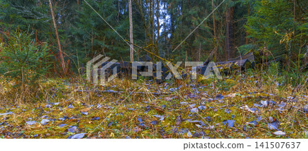 Clearing among trees with fallen stones. Ammidst forest remnants and leafcovered ground at edge 141507637