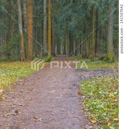 Serene walkway lined with giant pines. Tranquil journey amidst towering pine trees and open vistas Serene walkway lined with giant pines. Tranquil journey amidst towering pine trees and open vistas 141507642