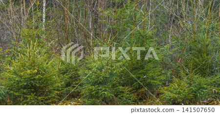 Young conifers establish peaceful edge. Fresh needle growth defines tranquil woodland border scenery Young conifers establish peaceful edge. Fresh needle growth defines tranquil woodland border scenery 141507650