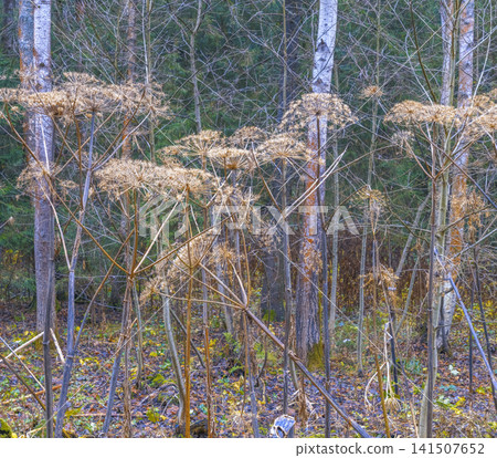 Seasonal stillness captured with skeletal seed structures contrasting lush evergreen foliage in woodland Seasonal stillness captured with skeletal seed structures contrasting lush evergreen foliage in woodland 141507652