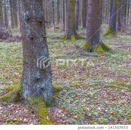 Mosscovered trunk with lush undergrowth. Juxtaposition of mossy tree trunk and tranquil forest scenery 141507653