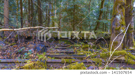 Weathered wooden ties embrace mossy ground. Wooden railway sleepers break down beneath forest floor life Weathered wooden ties embrace mossy ground. Wooden railway sleepers break down beneath forest floor life 141507654