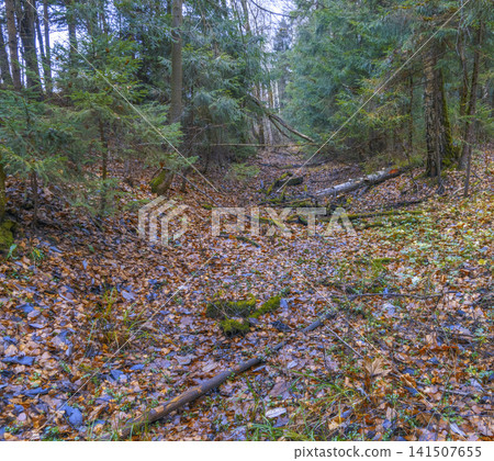 Serene ravine filled with leaves. Tranquil depression amid mixed trees with seasonal tranquility Serene ravine filled with leaves. Tranquil depression amid mixed trees with seasonal tranquility 141507655