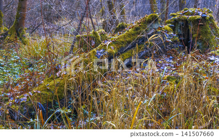 Serene wetland landscape showing mossy fallen log surrounded by marsh grass and subtle water reflections Serene wetland landscape showing mossy fallen log surrounded by marsh grass and subtle water reflections 141507660