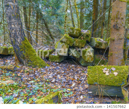 Peaceful forest scene featuring aged boulders blanketed in moss among lush trees and plants Peaceful forest scene featuring aged boulders blanketed in moss among lush trees and plants 141507662