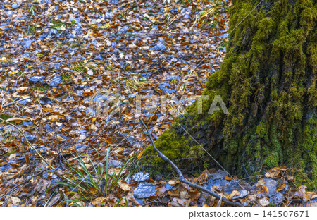 Damp woodland scene with moss and fungi. Detailed view of moss covering base of trees in shade Damp woodland scene with moss and fungi. Detailed view of moss covering base of trees in shade 141507671