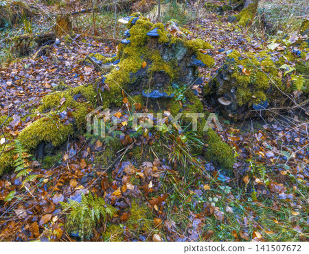 Detailed scene showcasing mosscovered stump with bracket fungi among leaf litter and textured bark Detailed scene showcasing mosscovered stump with bracket fungi among leaf litter and textured bark 141507672