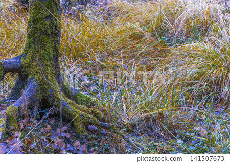 Serene nature detail. Peaceful forest scene with water. Calm natural setting featuring moss and water Serene nature detail. Peaceful forest scene with water. Calm natural setting featuring moss and water 141507673