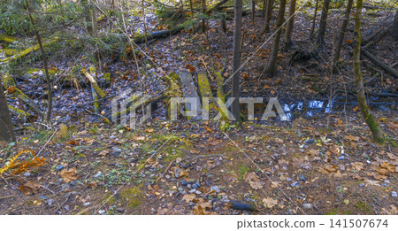 Stream bed visuals. Damp stream environment showcasing seasonal changes and natural plant debris Stream bed visuals. Damp stream environment showcasing seasonal changes and natural plant debris 141507674