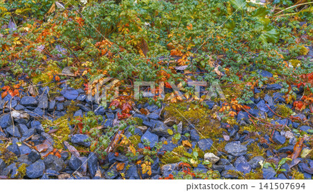 Fallen fruits among moss and gravel. Cozy fall landscape featuring scattered berries and weathered stones Fallen fruits among moss and gravel. Cozy fall landscape featuring scattered berries and weathered stones 141507694