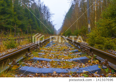 Twin railway tracks. Parallel rails through dense trees. Symmetric railway lines disappearing into woods 141507696