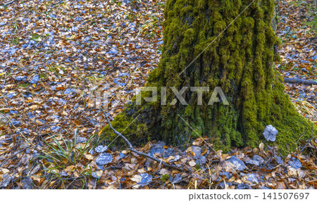 Mossy ground with delicate twig. Detailed perspective of forest floor showing moss and tiny branch Mossy ground with delicate twig. Detailed perspective of forest floor showing moss and tiny branch 141507697
