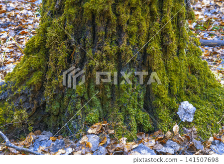 Fungal habitat on tree trunk. Base of mosscovered trunk showing fungi clusters and bark texture Fungal habitat on tree trunk. Base of mosscovered trunk showing fungi clusters and bark texture 141507698