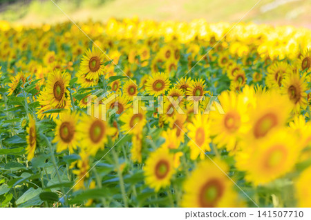 久里濱花卉公園的向日葵 久里濱花卉公園的向日葵 141507710