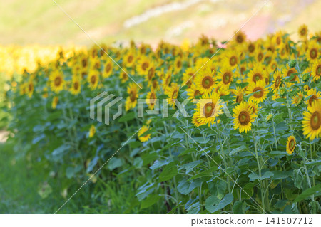 久里濱花卉公園的向日葵 141507712