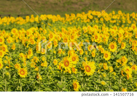 久里濱花卉公園的向日葵 久里濱花卉公園的向日葵 141507716