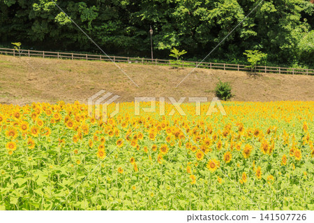 久里濱花卉公園的向日葵 141507726