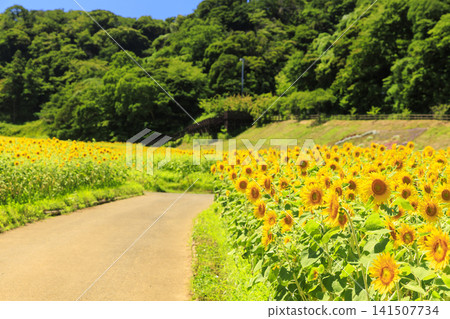 Sunflowers at Kurihama Flower Park Sunflowers at Kurihama Flower Park 141507734