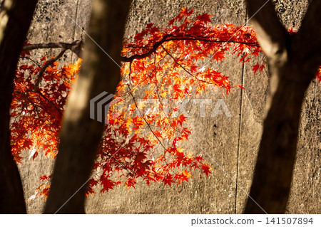 Red color maple leaf during autumn season with stone wall background Red color maple leaf during autumn season with stone wall background 141507894