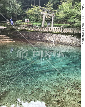 日本百大名水之一:山口縣美奈市別府弁天池-神秘的鈷藍色泉水池和鳥居。 日本百大名水之一:山口縣美奈市別府弁天池-神秘的鈷藍色泉水池和鳥居。 141507952