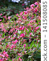 Hagi flower 141508085