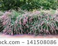 Hagi flower 141508086