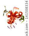 Cutout material: Flower (white background) - Tiger Lily 141508334