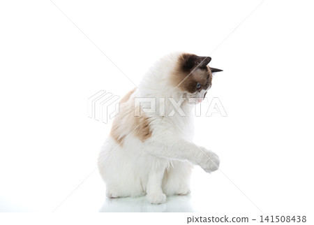 Long haired Ragdoll cat portrait with blue eyes on white background Long haired Ragdoll cat portrait with blue eyes on white background 141508438