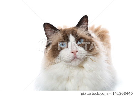 Blue eyed Ragdoll cat full body portrait on clean white background Blue eyed Ragdoll cat full body portrait on clean white background 141508440