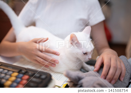 一隻白貓會在主人在家學習或工作時爬上桌子,打斷主人的學習或工作,並表現出親密的行為。 一隻白貓會在主人在家學習或工作時爬上桌子,打斷主人的學習或工作,並表現出親密的行為。 141508754