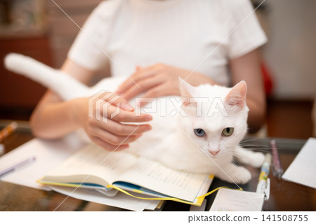 A white cat that climbs onto the desk while its owner is studying or working at home, interrupting them and getting affectionate. A white cat that climbs onto the desk while its owner is studying or working at home, interrupting them and getting affectionate. 141508755