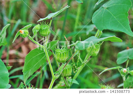 Green berries of the Japanese hibiscus (summer, July) Green berries of the Japanese hibiscus (summer, July) 141508773