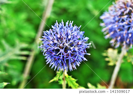 藍薊花(夏季,七月) 藍薊花(夏季,七月) 141509017
