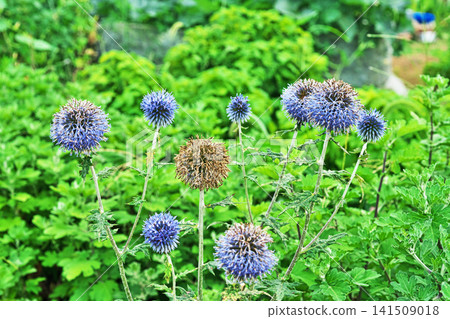 藍薊花(夏季,七月) 藍薊花(夏季,七月) 141509018