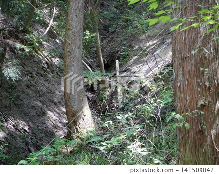 A narrow stream and moss-covered earthen wall lead through a dimly lit cedar forest valley. A narrow stream and moss-covered earthen wall lead through a dimly lit cedar forest valley. 141509042