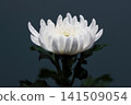 White petals of chrysanthemums from Iwate Prefecture unfurl in the gentle light. 141509054