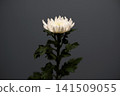 White chrysanthemums from Iwate Prefecture bloom proudly against a gray background. 141509055