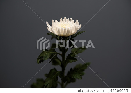 White chrysanthemums from Iwate Prefecture bloom proudly against a gray background. White chrysanthemums from Iwate Prefecture bloom proudly against a gray background. 141509055