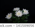 White chrysanthemums from Iwate Prefecture overlap in the pitch black. 141509056