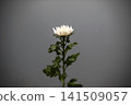 A single stem of elegant white chrysanthemum from Iwate Prefecture. 141509057