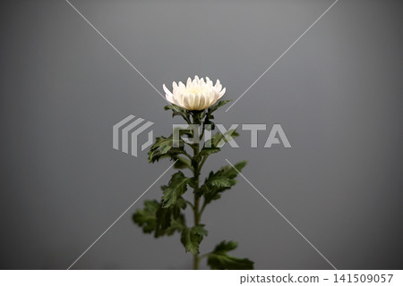 A single stem of elegant white chrysanthemum from Iwate Prefecture. 141509057