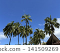 Palm trees shining in the blue sky 141509269