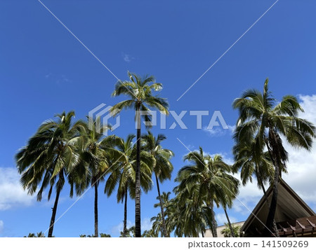 Palm trees shining in the blue sky Palm trees shining in the blue sky 141509269
