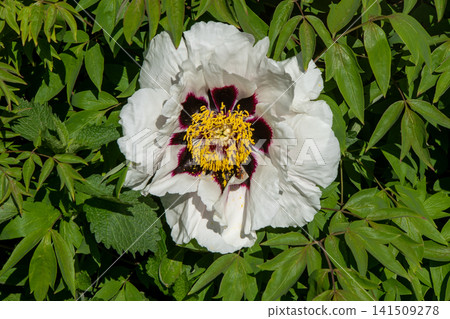 Peony bud flower bloom in garden. Floral background. Beautiful pink Tree Peonies. Paeonia petals Peony bud flower bloom in garden. Floral background. Beautiful pink Tree Peonies. Paeonia petals 141509278