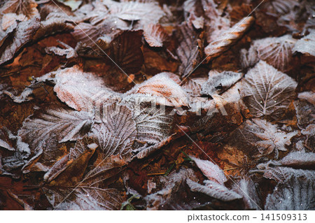Frost Covered Autumn Leaves on Forest Floor in Winter Morning Frost Covered Autumn Leaves on Forest Floor in Winter Morning 141509313