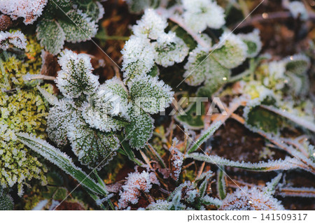 Close-up of Frost on Green Leaves and Ground Plants Close-up of Frost on Green Leaves and Ground Plants 141509317