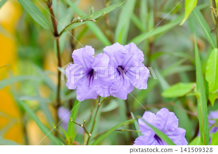 minnieroot ,Ruellia tuberosa L or popping pod or purple flower minnieroot ,Ruellia tuberosa L or popping pod or purple flower 141509328