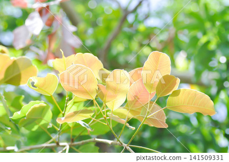 ficus geniculata kurz or Ficus infectoria Roxb or ficus lacor buch, moraceae ficus geniculata kurz or Ficus infectoria Roxb or ficus lacor buch, moraceae 141509331